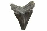 Juvenile Megalodon Tooth - South Carolina #340612-1